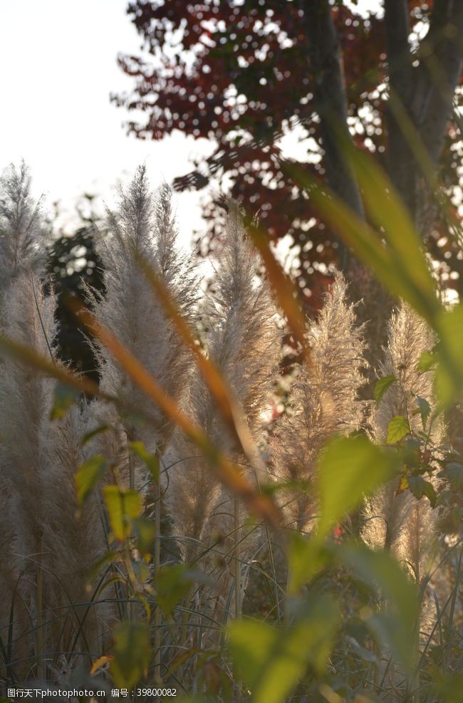 冬日园林秋天阳光下的芦苇芦花图片