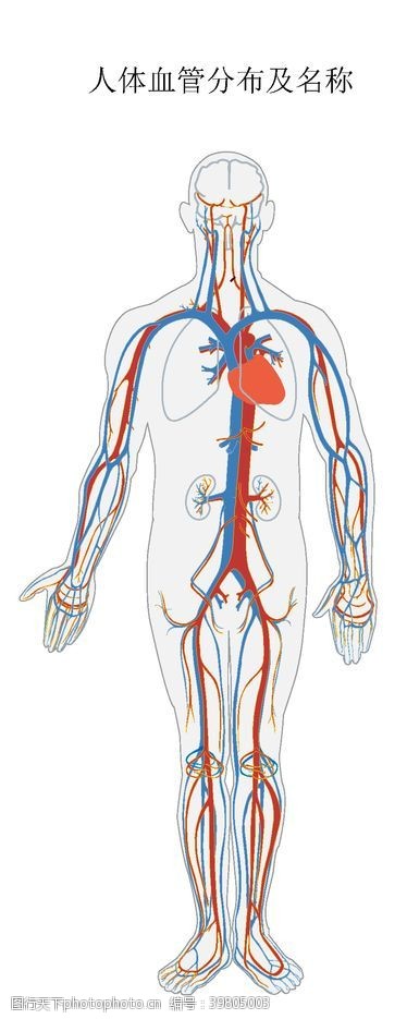 人体结构人体血管分布结构图图片