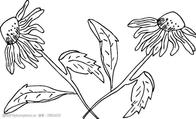 藤条手绘清新植物图片