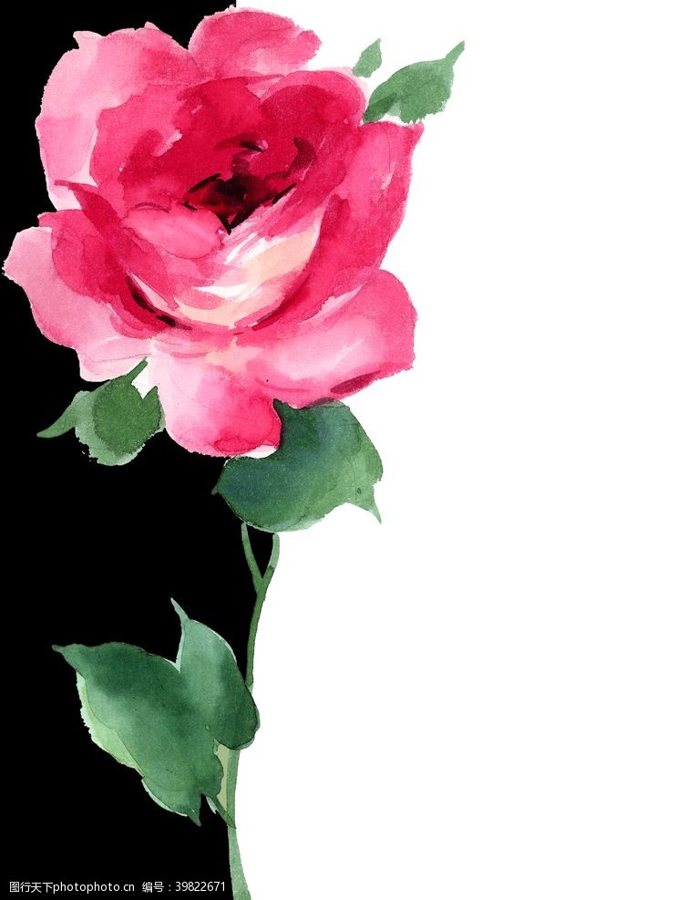欧式风格水彩玫瑰花图片
