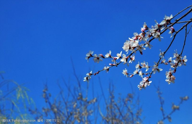 桃花旅游树上开花春分图片