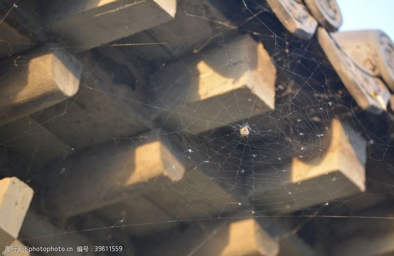 屋檐下的蜘蛛图片
