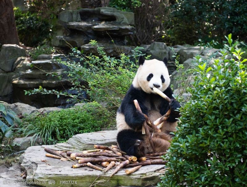 可爱宝宝照熊猫吃竹笋大图图片