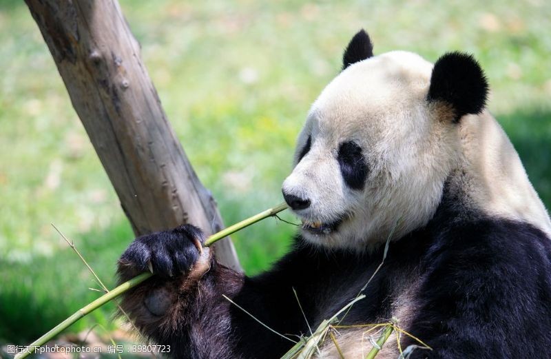 可爱宝宝照熊猫吃竹子摄影图片