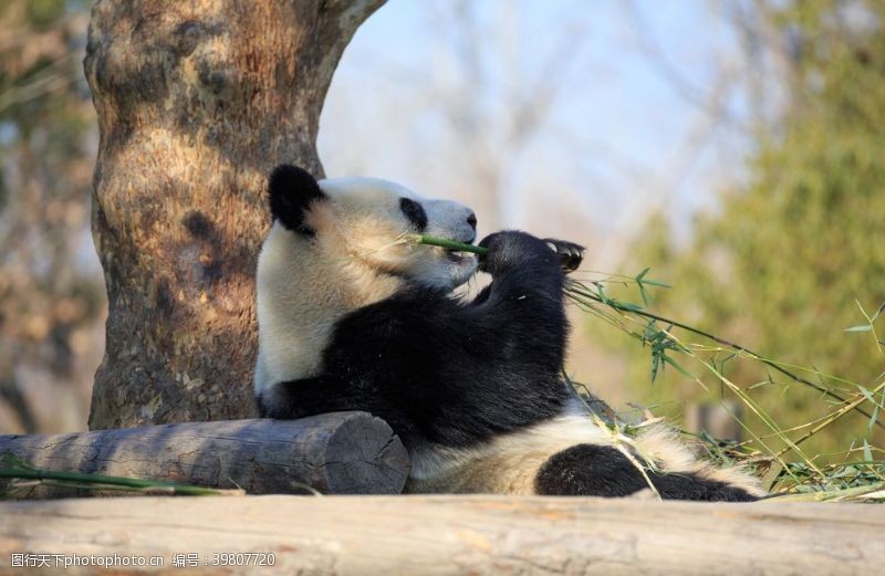 黑猫熊猫吃竹子图片