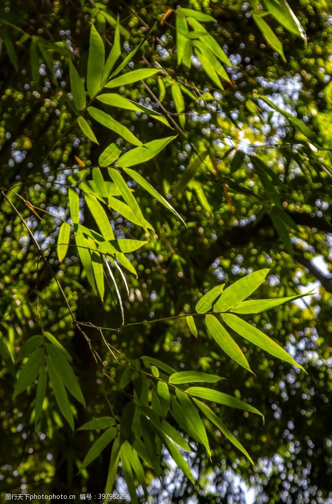 青翠绿叶素材阳光竹子摄影图片