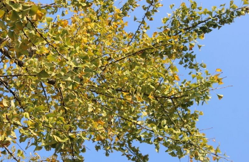 高清木纹银杏树图片