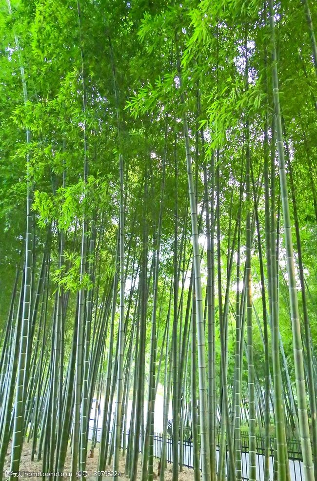 青翠绿叶素材竹林摄影图片