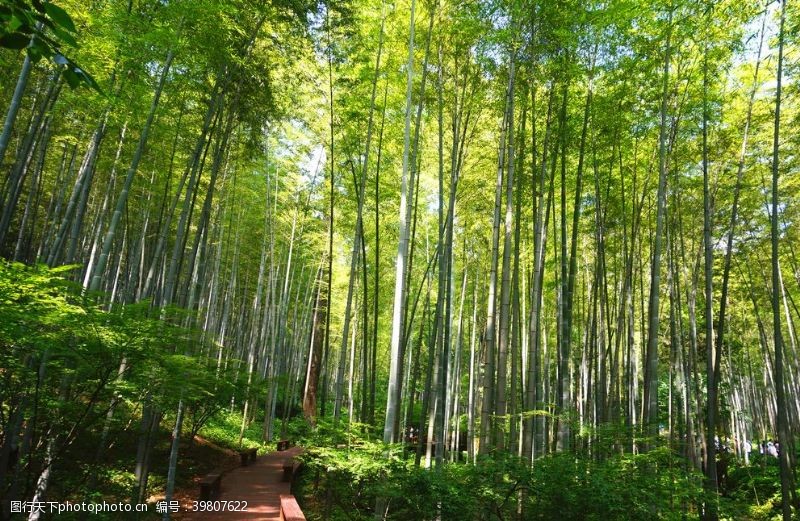 阳光树木竹林图片