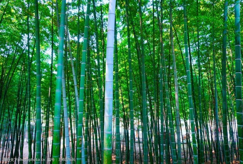 阳光树木竹林图片