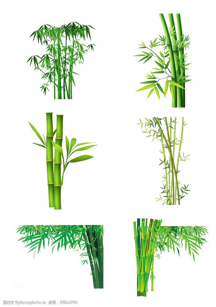 富贵竹盆栽竹图片