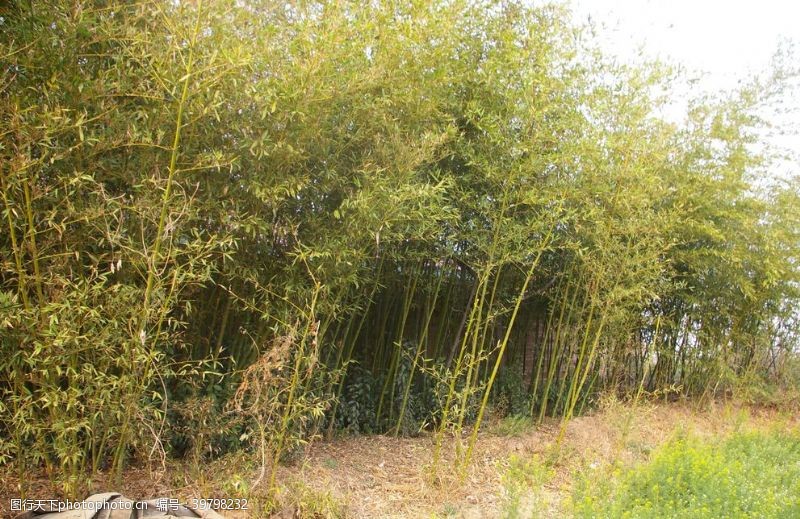 青翠绿叶素材竹子摄影图片