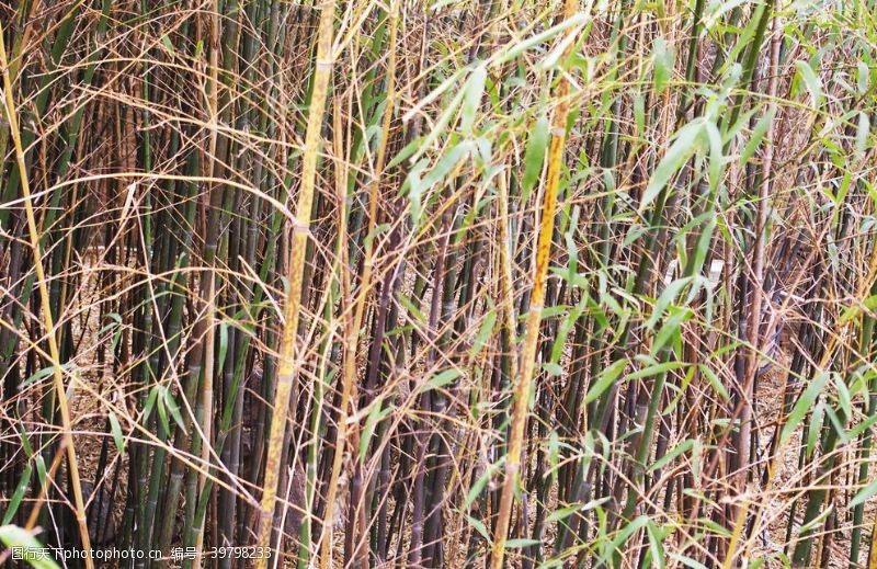 青翠绿叶素材竹子图片
