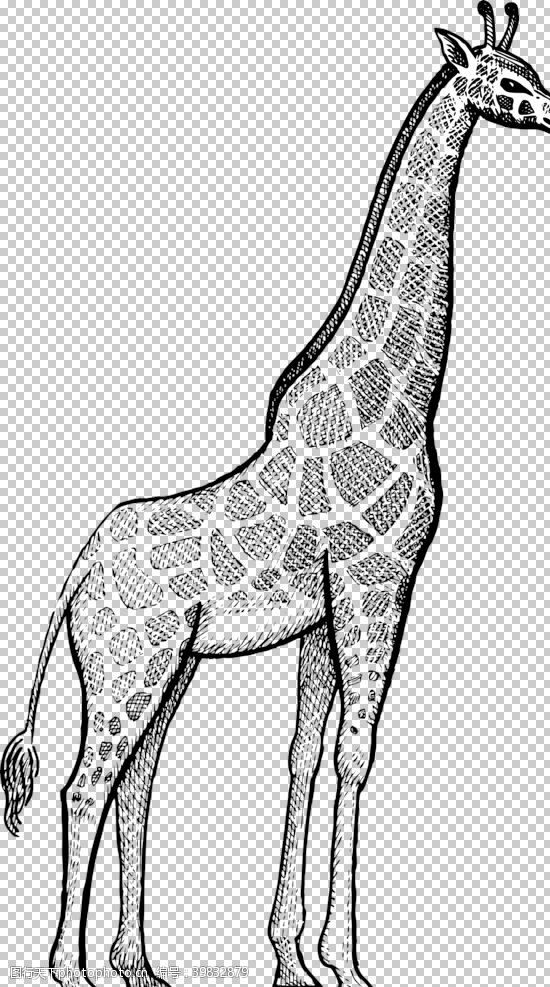 线描动物长颈鹿图片
