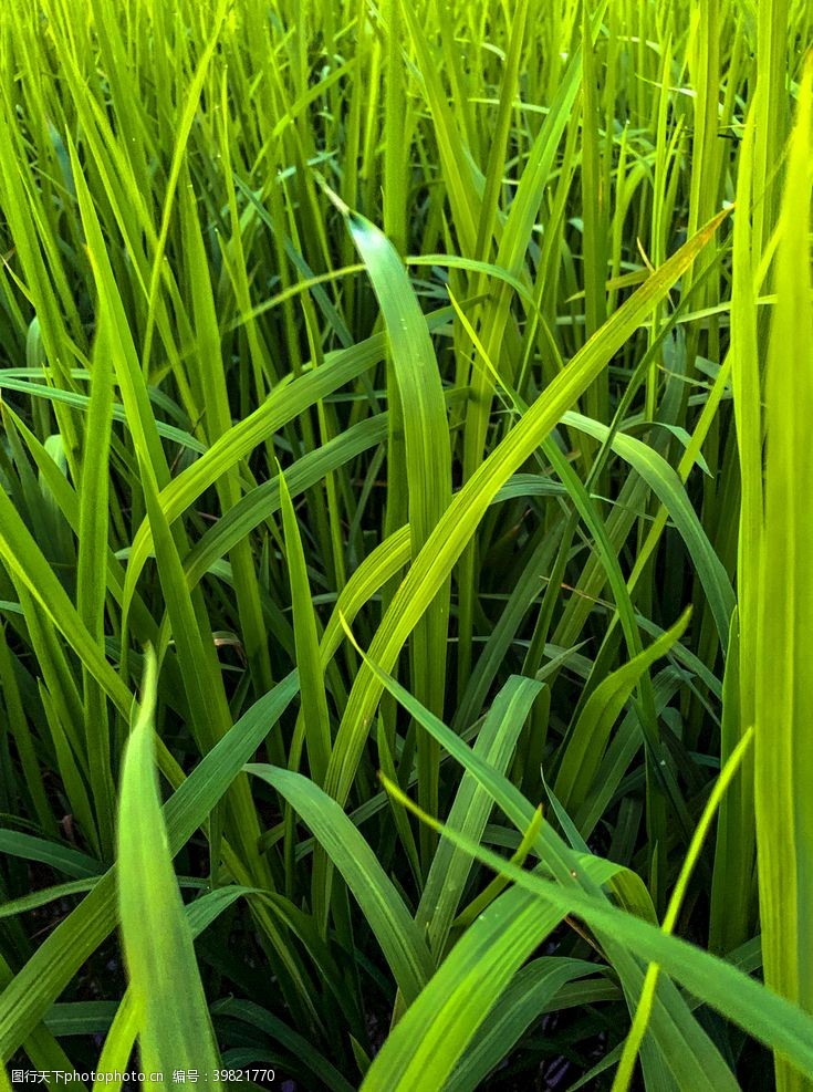 稻米稻谷叶子高清拍摄图图片