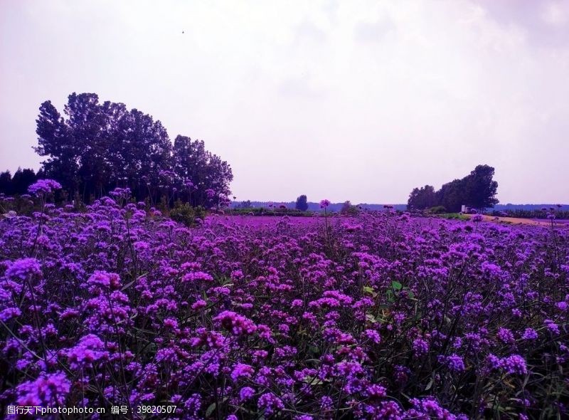 紫色天空花知系列浪漫薰衣草花海的浪漫图片