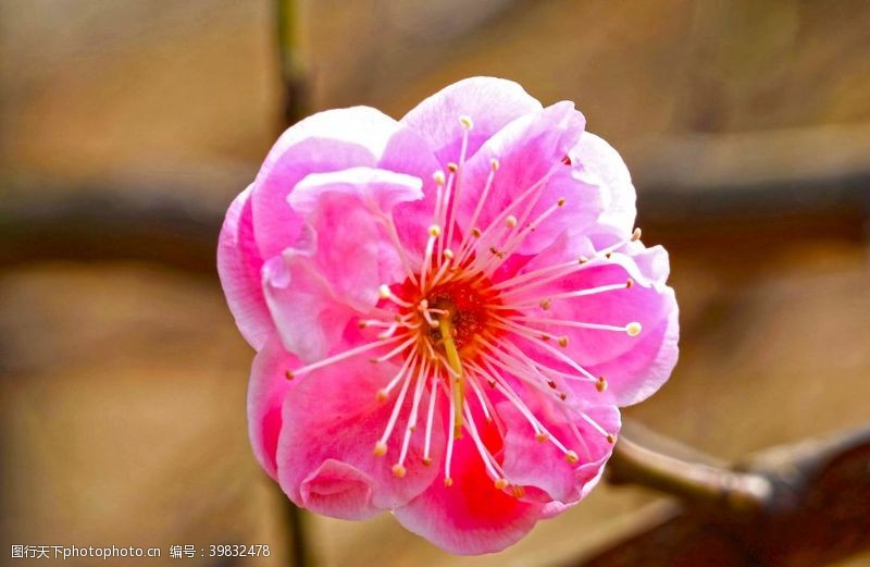 春天花朵梅花图片