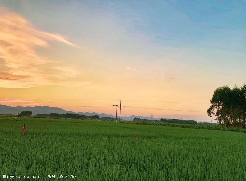 夕阳落日美丽的黄昏和稻田拍摄图图片