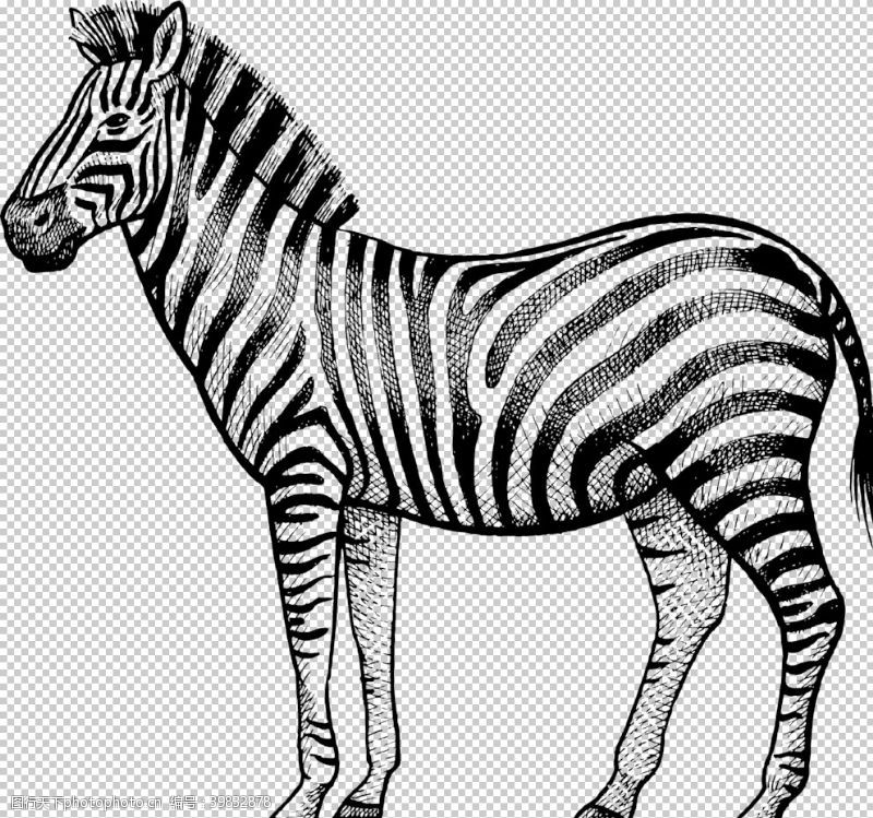 线描动物手绘斑马图片