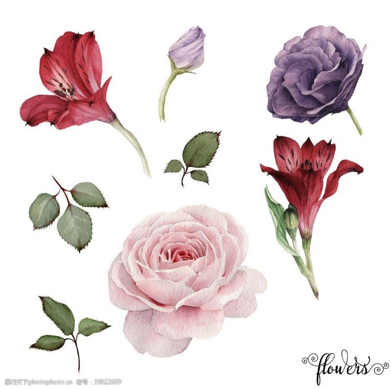 花卉图案彩带手绘玫瑰图片