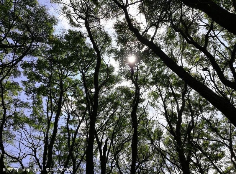阳光树木树冠图片