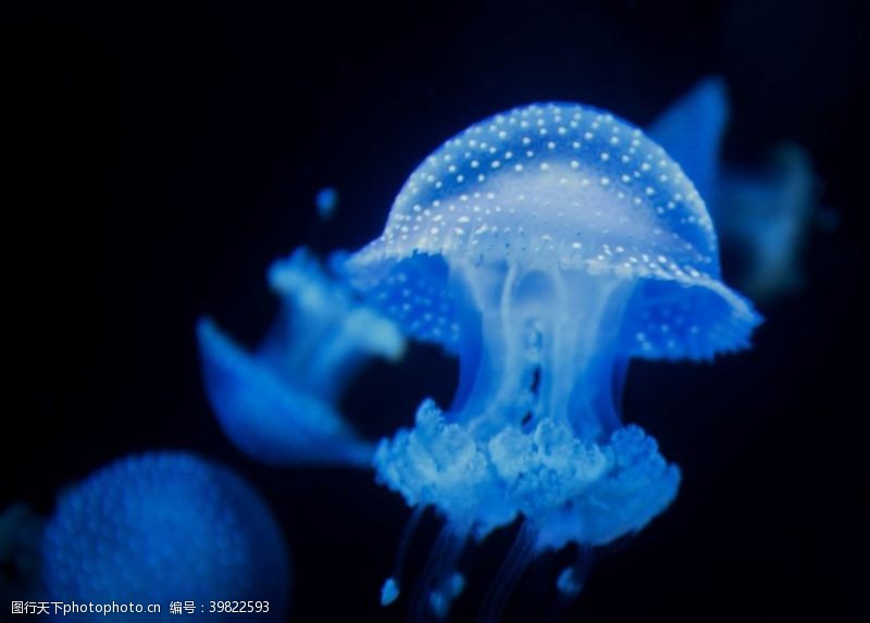 梦幻海底世界水母图片
