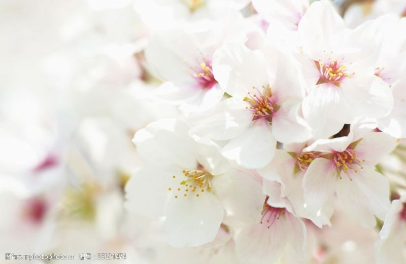 浪漫樱花樱花图片