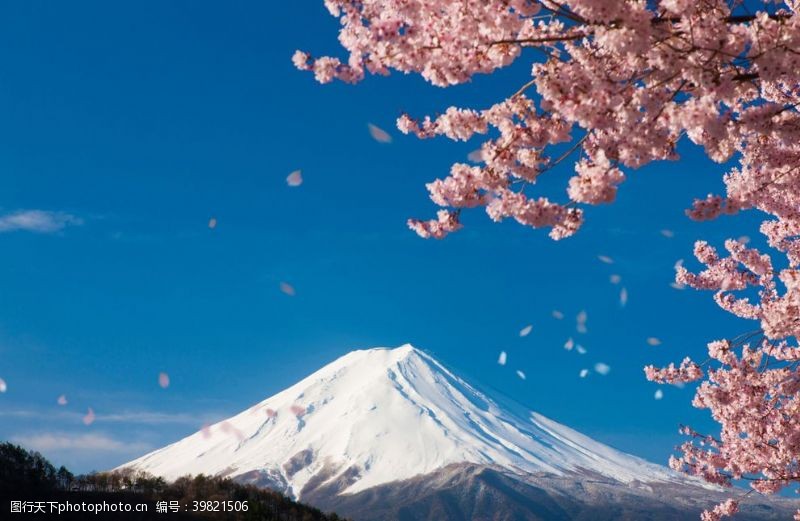 富士山樱花图片