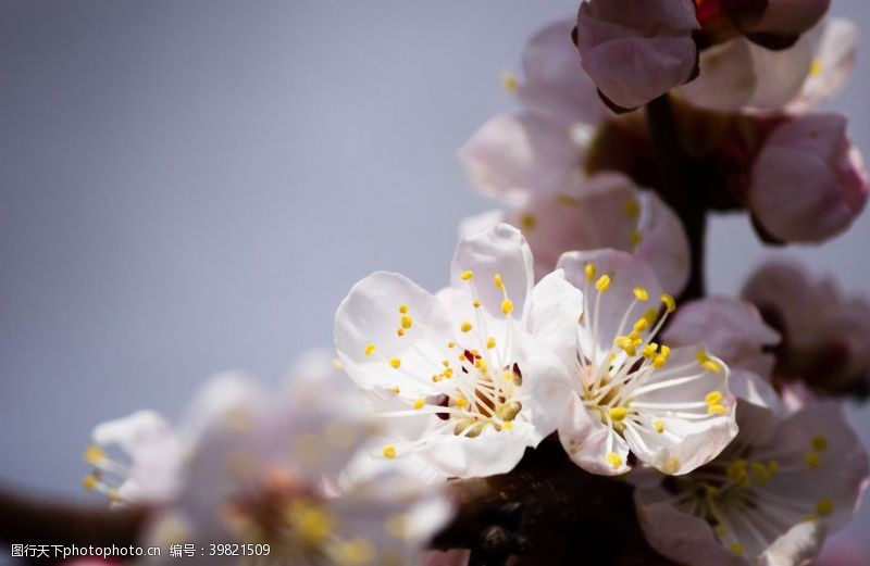 日本武士图樱花图片