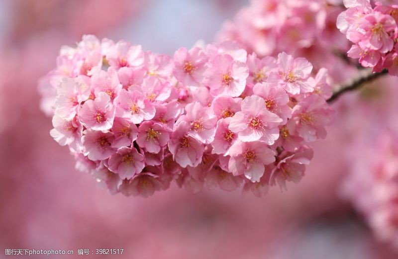 浪漫夏日樱花图片