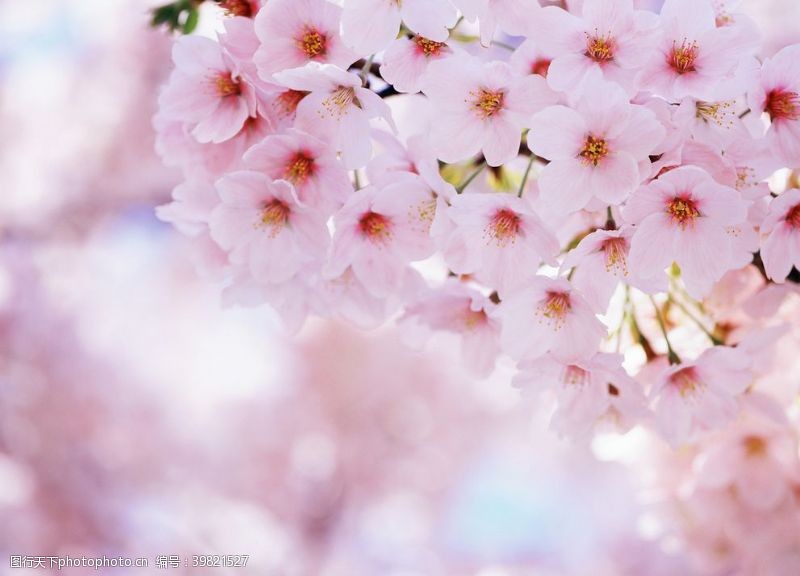 东京樱花樱花图片