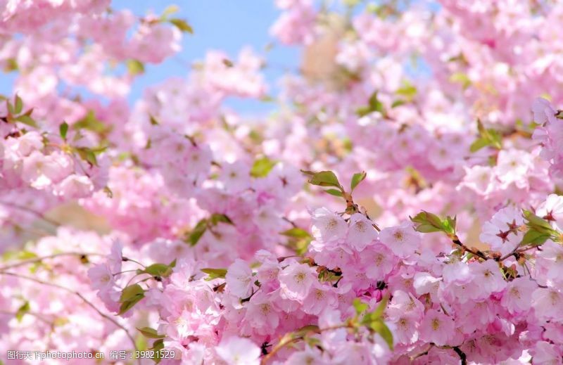 日本樱花樱花图片