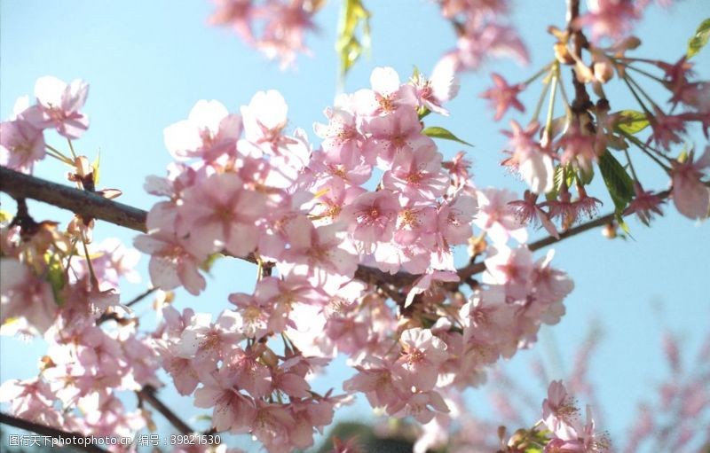 桃林樱花图片