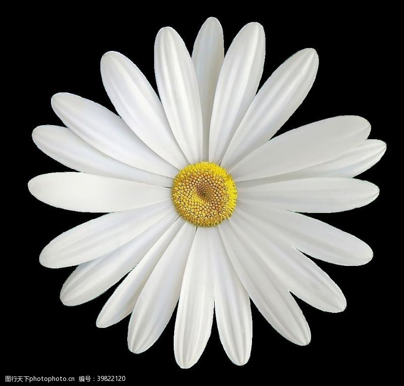 白菊花白色菊花图片