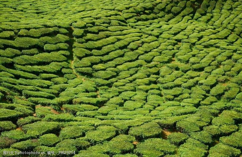 中国茶文化茶山墙纸茶山素材茶山壁纸图片