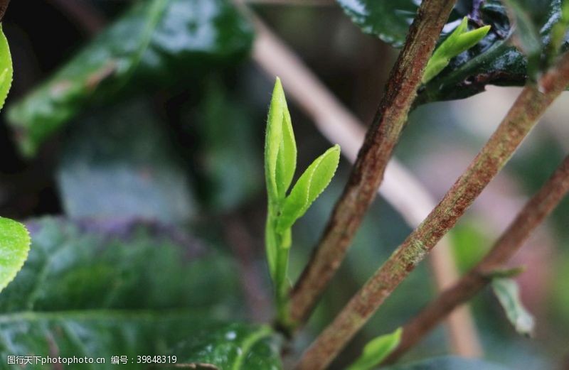 春天茶叶茶树叶春天图片