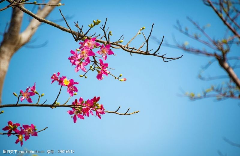 蓝色树叶春天图片