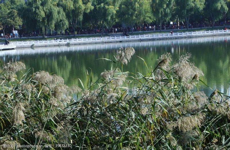 初秋芦苇花图片