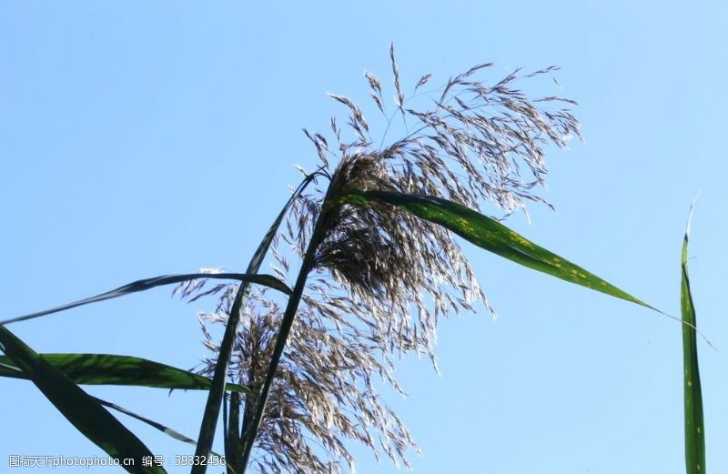 陶然亭美景初秋芦苇花图片