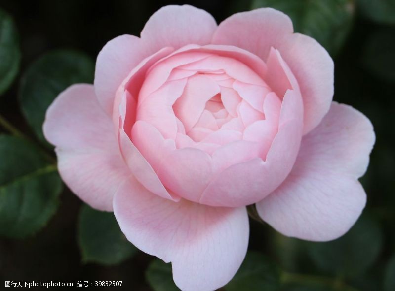 粉色玫瑰花束粉红玫瑰图片