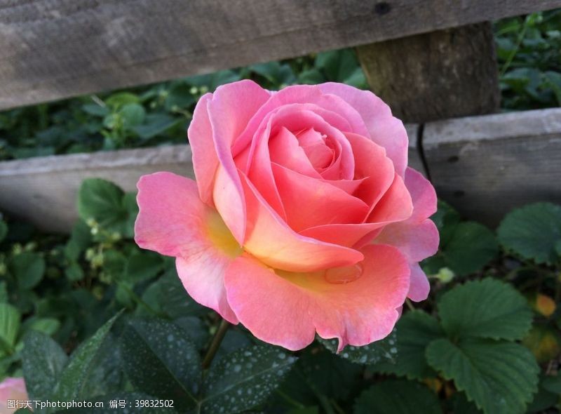 牡丹节粉玫瑰图片