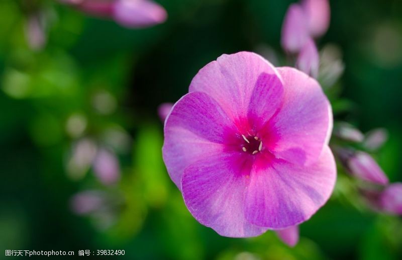 绣球花粉色天竺葵图片