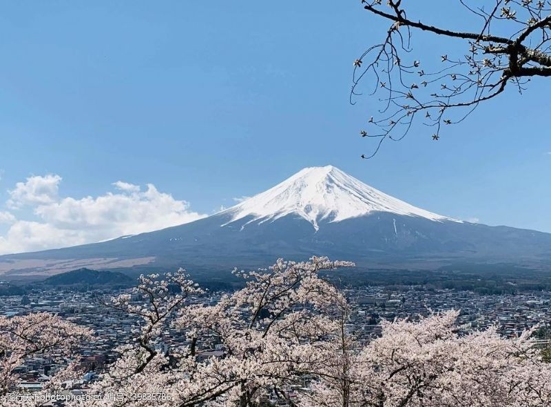 日本樱花富士山图片