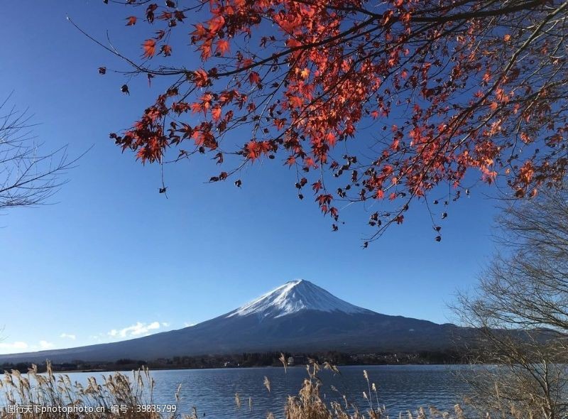日本樱花富士山图片