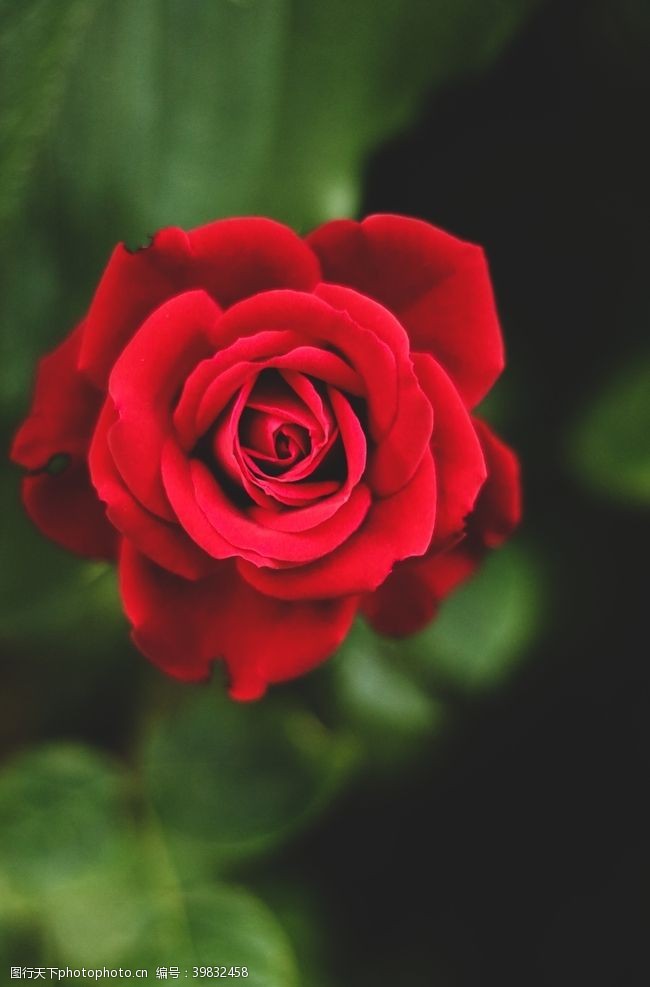 花蕾红玫瑰图片