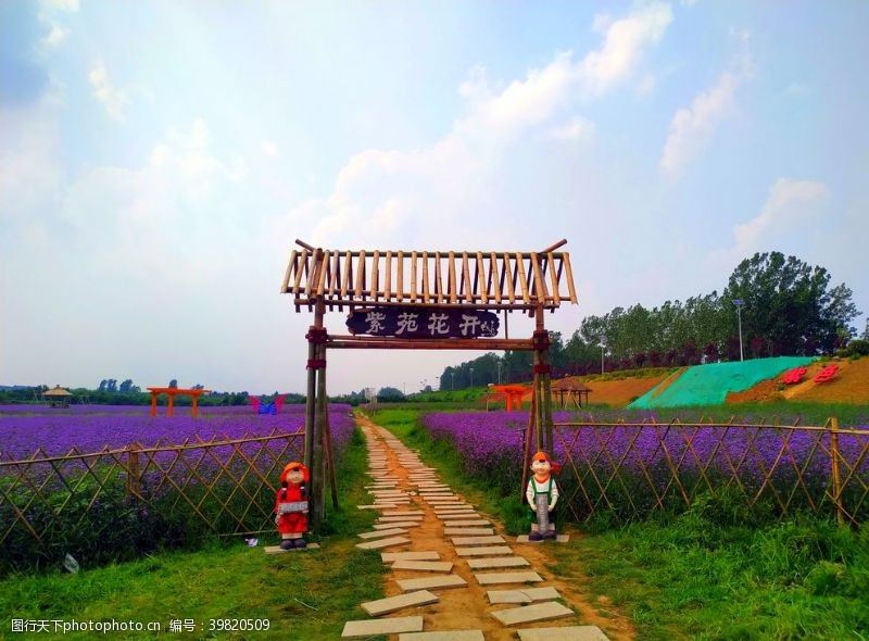 紫色系花知系列检阅薰衣草庄园的巡礼图片