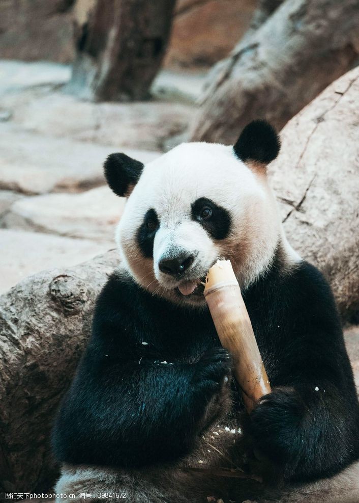 玩耍可爱大熊猫图片