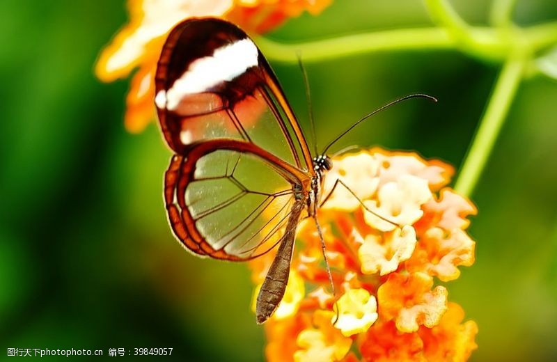 漂亮的蝴蝶美丽的蝴蝶图片