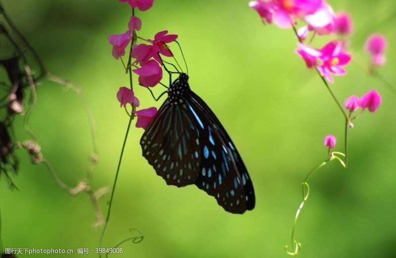 植物昆虫美丽蝴蝶图片