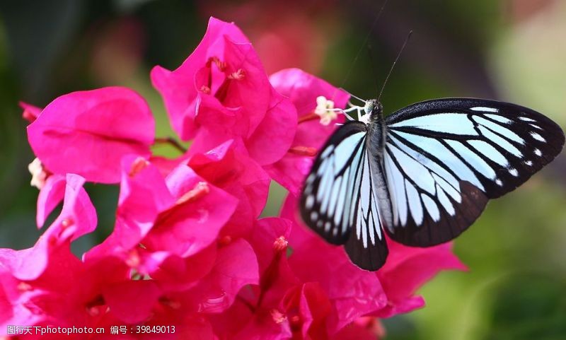 鲜花主题美丽蝴蝶图片